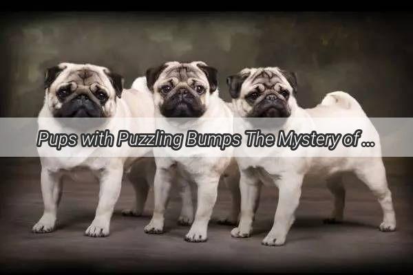 Pups with Puzzling Bumps The Mystery of BubbleLined Dog Ears